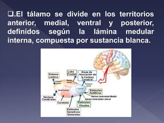 .El tálamo se divide en los territorios
anterior, medial, ventral y posterior,
definidos según la lámina medular
interna, compuesta por sustancia blanca.
 
