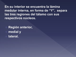 En su interior se encuentra la lámina
medular interna, en forma de “Y”, separa
las tres regiones del tálamo con sus
respectivos núcleos.
 Región anterior,
 medial y
 lateral.
 