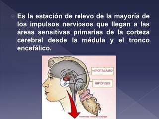  Es la estación de relevo de la mayoría de
los impulsos nerviosos que llegan a las
áreas sensitivas primarias de la corteza
cerebral desde la médula y el tronco
encefálico.
 