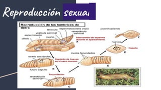 Reproducción sexual
 