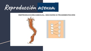 Reproducción asexual
 
