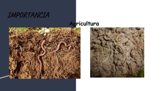 IMPORTANCIA
Agricultura
 