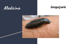 Medicina Sanguijuela
 