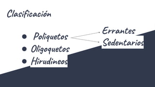 Clasificación
● Poliquetos
● Oligoquetos
● Hirudineos
Errantes
Sedentarios
 