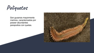 Poliquetos
Son gusanos mayormente
marinos, caracterizados por
poseer abundantes
parapodios con quetas.
 