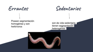 Errantes
Poseen segmentación
homogénea y son
herbívoros
Sedentarios
son de vida sedentaria,
tienen segmentación
heterogénea
 