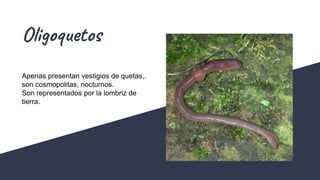 Oligoquetos
Apenas presentan vestigios de quetas,.
son cosmopolitas, nocturnos.
Son representados por la lombriz de
tierra.
 