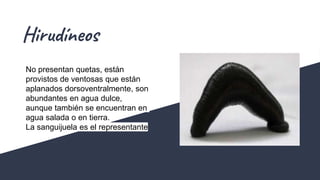 Hirudíneos
No presentan quetas, están
provistos de ventosas que están
aplanados dorsoventralmente, son
abundantes en agua dulce,
aunque también se encuentran en
agua salada o en tierra.
La sanguijuela es el representante
 