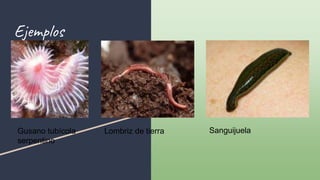 Ejemplos
Gusano tubícola
serpentino
Lombriz de tierra Sanguijuela
 