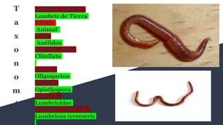 NOMBRE COMÚN:
Lombriz de Tierra
REINO:
Animal
FILO:
Anélidos
SUPERCLASE:
Clitellata
CLASE:
Oligoquetos
ORDEN:
Opisthopora
FAMILIA:
Lumbricidae
GÉNERO/ ESPECIE:
Lumbricus terrestris
T
a
x
o
n
o
m
í
a
 
