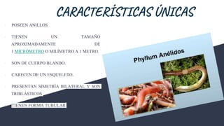CARACTERÍSTICAS ÚNICAS
∙ POSEEN ANILLOS
∙ TIENEN UN TAMAÑO
APROXIMADAMENTE DE
1 MICRÓMETRO O MILÍMETRO A 1 METRO.
∙ SON DE CUERPO BLANDO.
∙ CARECEN DE UN ESQUELETO.
∙ PRESENTAN SIMETRÍA BILATERAL Y SON
TRIBLÁSTICOS
∙ TIENEN FORMA TUBULAR
 