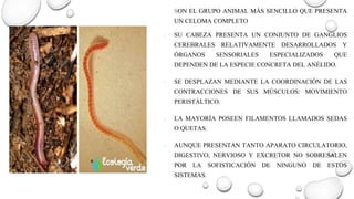 ∙ SON EL GRUPO ANIMAL MÁS SENCILLO QUE PRESENTA
UN CELOMA COMPLETO
∙ SU CABEZA PRESENTA UN CONJUNTO DE GANGLIOS
CEREBRALES RELATIVAMENTE DESARROLLADOS Y
ÓRGANOS SENSORIALES ESPECIALIZADOS QUE
DEPENDEN DE LA ESPECIE CONCRETA DEL ANÉLIDO.
∙ SE DESPLAZAN MEDIANTE LA COORDINACIÓN DE LAS
CONTRACCIONES DE SUS MÚSCULOS: MOVIMIENTO
PERISTÁLTICO.
∙ LA MAYORÍA POSEEN FILAMENTOS LLAMADOS SEDAS
O QUETAS.
∙ AUNQUE PRESENTAN TANTO APARATO CIRCULATORIO,
DIGESTIVO, NERVIOSO Y EXCRETOR NO SOBRESALEN
POR LA SOFISTICACIÓN DE NINGUNO DE ESTOS
SISTEMAS.
 