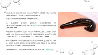 ∙ SU APARATO DIGESTIVO ES RELATIVAMENTE SIMPLE Y SU FARINGE
ES MUSCULOSA PARA SUCCIONAR ALIMENTOS.
∙ SE PUEDEN REPRODUCIR DE MANERA SEXUAL.
∙ EL HÁBITAT DONDE LOGRAN ENCONTRARSE ES
EN TIERRA (LOMBRICES), OTROS EN AGUA DULCE (SANGUIJUELAS) Y
OTROS EN MAR.
∙ ANÉLIDOS ACUÁTICOS CUYA FUENTE PRINCIPAL DE ALIMENTACIÓN
ES EL PLACTÓN, OTROS COMO LOS TERRESTRES SE ALIMENTAN DE
LOS NUTRIENTES QUE ABSORBEN TRAS INGERIR LA TIERRA.
∙ A SU VEZ UNOS VIVEN LIBREMENTE Y HAY OTROS QUE SE FIJAN EN
UN SOLO LUGAR COMO EN EL FONDO DEL MAR O EN ROCAS,
INCLUSO SE PEGAN A OTROS ANIMALES.
∙ LA SANGUIJUELA ES EL PARÁSITO QUE LES DA A LOS MAMÍFEROS
 