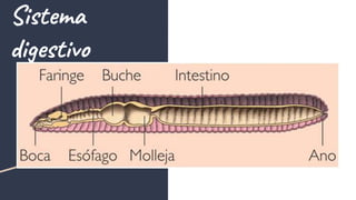 Sistema
digestivo
 
