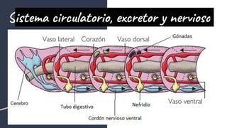 Sistema circulatorio, excretor y nervioso
 