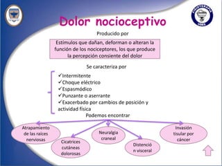 Dolor nocioceptivo
                                    Producido por
                  Estímulos que dañan, deforman o alteran la
                 función de los nociceptores, los que produce
                       la percepción consiente del dolor
                                Se caracteriza por
                  Intermitente
                  Choque eléctrico
                  Espasmódico
                  Punzante o aserrante
                  Exacerbado por cambios de posición y
                  actividad física
                                Podemos encontrar

Atrapamiento                                                       Invasión
 de las raíces                       Neuralgia                    tisular por
  nerviosas                           craneal                       cáncer
                   Cicatrices
                                                     Distenció
                   cutáneas
                                                     n visceral
                   dolorosas
 