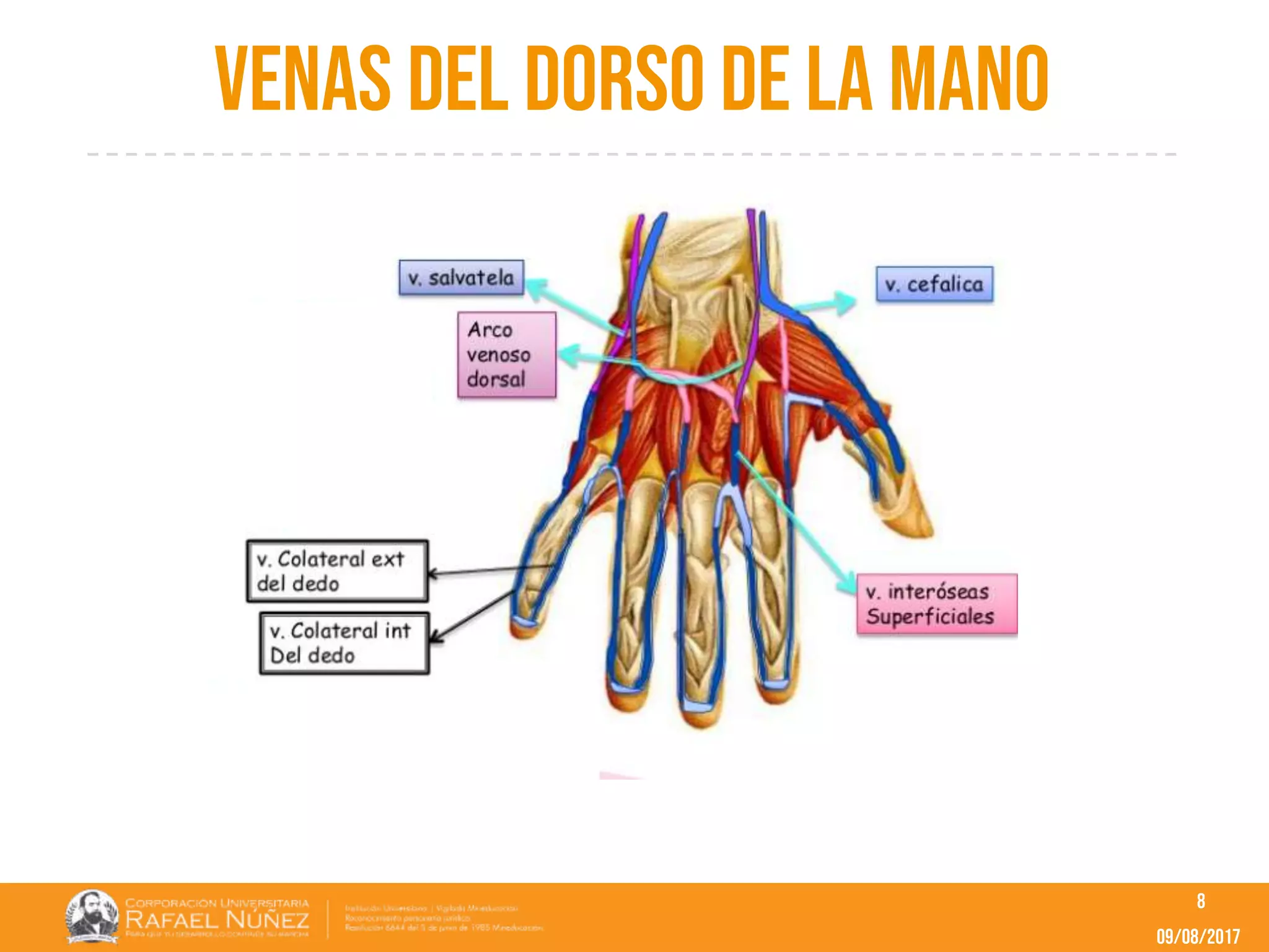 Drenaje venoso miembro superior