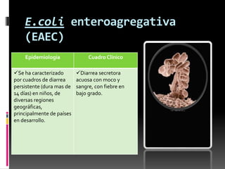 E.coli enteroagregativa 
(EAEC) 
Epidemiologia Cuadro Clínico 
Se ha caracterizado 
por cuadros de diarrea 
persistente (dura mas de 
14 días) en niños, de 
diversas regiones 
geográficas, 
principalmente de países 
en desarrollo. 
Diarrea secretora 
acuosa con moco y 
sangre, con fiebre en 
bajo grado. 
 