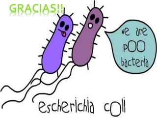 Escherichia coli