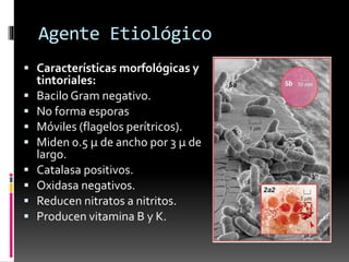 Agente Etiológico 
 Características morfológicas y 
tintoriales: 
 Bacilo Gram negativo. 
 No forma esporas 
 Móviles (flagelos perítricos). 
 Miden 0.5 μ de ancho por 3 μ de 
largo. 
 Catalasa positivos. 
 Oxidasa negativos. 
 Reducen nitratos a nitritos. 
 Producen vitamina B y K. 
 