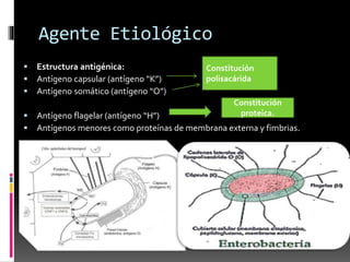 Agente Etiológico 
 Estructura antigénica: 
 Antígeno capsular (antígeno “K”) 
 Antígeno somático (antígeno “O”) 
Constitución 
polisacárida 
Constitución 
proteica. 
 Antígeno flagelar (antígeno “H”) 
 Antígenos menores como proteínas de membrana externa y fimbrias. 
 