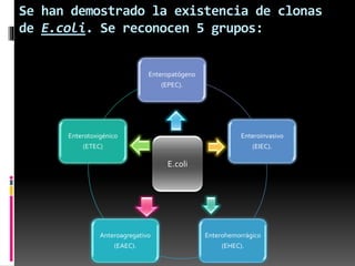 Se han demostrado la existencia de clonas 
de E.coli. Se reconocen 5 grupos: 
Enteropatógeno 
(EPEC). 
Enteroinvasivo 
(EIEC). 
Enterohemorrágico 
(EHEC). 
Enterotoxigénico 
Anteroagregativo 
(EAEC). 
(ETEC) 
E.coli 
 