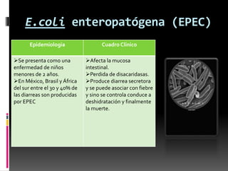E.coli enteropatógena (EPEC) 
Epidemiologia Cuadro Clínico 
Se presenta como una 
enfermedad de niños 
menores de 2 años. 
En México, Brasil y África 
del sur entre el 30 y 40% de 
las diarreas son producidas 
por EPEC 
Afecta la mucosa 
intestinal. 
Perdida de disacaridasas. 
Produce diarrea secretora 
y se puede asociar con fiebre 
y sino se controla conduce a 
deshidratación y finalmente 
la muerte. 
 