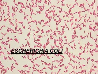 ESCHERICHIA COLI 
 