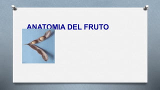 ANATOMIA DEL FRUTO
 