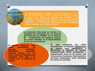 La evaluación de los humedales en el EIA del Proyecto no ha
sido efectuada desde un punto de vista ecosistémico, tal como
lo indica la Ley General del Ambiente, que considera a los
humedales como ecosistemas frágiles, entre ellos las lagunas
altoandinas y bofedales. Dicho aspecto es concordante con lo
estipulado en la Convención Internacional sobre Humedales
Ramsar, ratificada por el Estado Peruano.
La evaluación debe estar en función a la
fragilidad del ecosistema (la Ley General
del Ambiente-Ley Nº28611 )en el Artículo
99 , considerando los impactos futuros
del cambio climático en la disponibilidad
de los recursos hídricos.
Se debe considerar una visión
ecosistémica, el Proyecto transformará
de manera muy significativa e
irreversible la cabecera de cuenca,
desapareciendo varios ecosistemas y
fragmentando otros de tal manera que
los procesos, funciones, interacciones y
servicios ambientales serán afectados
de manera irreversible.
El impacto ambiental será
sobre ecosistemas de
lagunas, bofedales,
humedales, pastizales,
bosques relictos, etc., así
como sobre las interacciones
existentes entre ellos y su
relación con la cabecera de
cuenca.
 