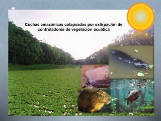 Cochas amazónicas colapsadas por extirpación de
controladores de vegetación acuática
 