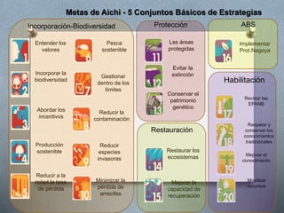Metas de Aichi - 5 Conjuntos Básicos de Estrategias
Entender los
valores
Incorporar la
biodiversidad
Abordar los
incentivos
Producción
sostenible
Reducir a la
mitad la tasa
de pérdida
Pesca
sostenible
Gestionar
dentro de los
límites
Reducir la
contaminación
Reducir
especies
invasoras
Minimizar la
pérdida de
arrecifes
Las áreas
protegidas
Evitar la
extinción
Conservar el
patrimonio
genético
Restaurar los
ecosistemas
Mejorar la
capacidad de
recuperación
Implementar
Prot.Nagoya
Revisar las
EPANB
Respetar y
conservar los
conocimientos
tradicionales
Mejorar el
conocimiento
Movilizar
recursos
Incorporación-Biodiversidad Protección
Restauración
Habilitación
ABS
 