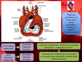 Trabéculas
primitivas en 2
áreas de las
partes
proximales y
distales al
agujero
interventricular.
El V. Primitivo
trabeculado
Ventrículo
Izquierdo
Primitivo
Tercio
proximal
trabeculado
Ventrículo
Derecho
Primitivo
La porción conotruncal – derecho de la cavidad
pericárdica – se desplaza al centro.
Formación de 2 dilataciones transversales
en la aurícula que sobresalen a ambos lados
del bulbo arterial.
 