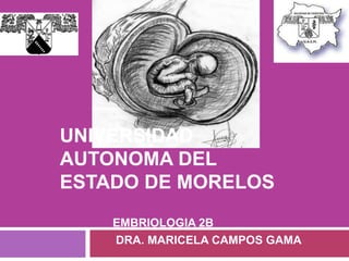 UNIVERSIDAD
AUTONOMA DEL
ESTADO DE MORELOS
    EMBRIOLOGIA 2B
    DRA. MARICELA CAMPOS GAMA
 