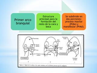 Primer arco
branquial
Estructura
principal para la
formación del
resto de la cara y
boca
Se subdivide en
dos porciones:
proceso maxilar
(PrMx) y
mandibular (PrMd).
 