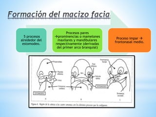 5 procesos
alrededor del
estomodeo.
Procesos pares
prominencias o mamelones
maxilares y mandibulares
respectivamente (derivadas
del primer arco branquial)
Proceso impar 
frontonasal medio.
 