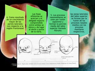 4. Como resultado
de un crecimiento
mayor de las
partes laterales
con respecto a la
región frontonasal
Las fosas
olfatorias se
acercan y el
delgado espacio
comprendido
entre ambas se
eleva y, da lugar
al dorso y punta
de la nariz.
5. Los procesos
nasomedianos se
unen por fusión
(aparente y
forman la porción
media del labio
superior llamada
filtrum)
Ias zonas laterales
del labio superior
se forman por la
fusión de los
procesos nasales
medios con los
procesos
maxilares
respectivos.
 