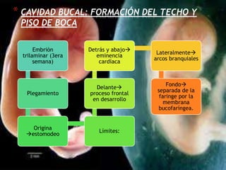 * CAVIDAD BUCAL: FORMACIÓN DEL TECHO Y
PISO DE BOCA
Embriòn
trilaminar (3era
semana)
Plegamiento
Origina
estomodeo
Límites:
Delante
proceso frontal
en desarrollo
Detrás y abajo
eminencia
cardíaca
Lateralmente
arcos branquiales
Fondo
separada de la
faringe por la
membrana
bucofaríngea.
 