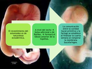 EI revestimiento del
estomodeo es de
naturaleza
ectodérmica.
A nivel del techo 
bolsa adicronal o de
Rathke,  formará el
lóbulo anterior de la
hipófisis.
La comunicación
entre la cavidad
bucal primitiva y la
faringe se establece
al finalizar la cuarta
semana al romperse
la membrana
bucofaríngea.
 