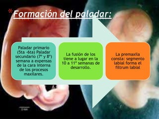 *Formación del paladar:
Paladar primario
(5ta -6ta) Paladar
secundario (7º y 8º)
semana a expensas
de la cara interna
de los procesos
maxilares.
La fusión de los
tiene a lugar en la
10 a 11º semanas de
desarrollo.
La premaxila
consta: segmento
labial forma el
filtrum labial
 