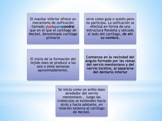 El maxilar inferior ofrece un
mecanismo de osificación
llamado yuxtaparacondral
que en el que el cartílago de
Meckel, denominado cartílago
primario
sirve como guía o sostén pero
no participa. La osificación se
efectúa en forma de una
estructura Paralela y ubicada
al lado del cartílago, de ahí
su nombre.
El inicio de la formación del
tejido óseo se produce a las
seis o siete semanas
aproximadamente.
Comienza en Ia vecindad del
ángulo formado por las ramas
del nervio mentoniano y del
nervio incisivo, al separarse
del dentario inferior
Se inicia como un anillo óseo
alrededor del nervio
mentoniano , luego las
trabéculas se extienden hacia
atrás y hacia adelante, en
relación externa al cartílago
de Meckel.
 