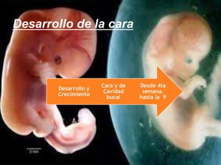 Desarrollo de la cara
Desde 4ta
semana,
hasta la 9
Cara y de
Cavidad
bucal
Desarrollo y
Crecimiento
 