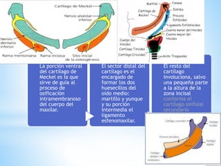La porción ventral
del cartílago de
Meckel es Ia que
sirve de guía al
proceso de
osificación
intramembranoso
del cuerpo del
maxilar.
El sector distal del
cartílago es el
encargado de
formar los dos
huesecillos del
oído medio:
martillo y yunque
y su porción
intermedia el
ligamento
esfenomaxilar.
El resto del
cartílago
involuciona, salvo
una pequeña parte
a la altura de la
zona incisal
conforma el
cartílago sinfisial
secundario
 