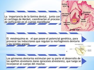 La importancia de la lámina dental, junto con
el cartílago de Meckel, coordinarían el proceso
de osificación en el cuerpo mandibular
El mesénquima es el que posee el potencial genético, para
provocar las inducciones que regulan la morfogénesis dentaria
y los tejidos anexos
Los gérmenes dentarios estimulan por su parte el desarrollo de
las apófisis alveolares óseas (procesos alveolares), que luego se
incorporan al cuerpo del maxilar.
 