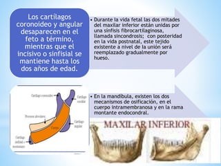 • Durante Ia vida fetal las dos mitades
del maxilar inferior están unidas por
una sínfisis fibrocartilaginosa,
llamada sincondrosis; con posteridad
en la vida postnatal, este tejido
existente a nivel de Ia unión será
reemplazado gradualmente por
hueso.
Los cartílagos
coronoideo y angular
desaparecen en el
feto a término,
mientras que el
incisivo o sinfisial se
mantiene hasta los
dos años de edad.
• En la mandíbula, existen los dos
mecanismos de osificación, en el
cuerpo intramembranosa y en la rama
montante endocondral.
 