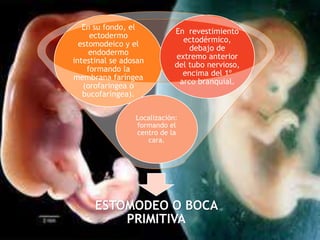 ESTOMODEO O BOCA
PRIMITIVA
En su fondo, el
ectodermo
estomodeico y el
endodermo
intestinal se adosan
formando la
membrana faríngea
(orofaringea o
bucofaríngea).
Localización:
formando el
centro de la
cara.
En revestimiento
ectodérmico,
debajo de
extremo anterior
del tubo nervioso,
encima del 1º
arco branquial.
 