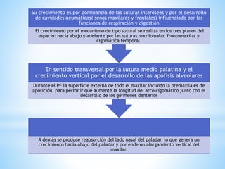 A demás se produce reabsorción del lado nasal del paladar, lo que genera un
crecimiento hacia abajo del paladar y por ende un alargamiento vertical del
maxilar.
En sentido transversal por la sutura medio palatina y el
crecimiento vertical por el desarrollo de las apófisis alveolares
Durante el PF la superficie externa de todo el maxilar incluido la premaxila es de
aposición, para permitir que aumente Ia longitud del arco cigomático junto con el
desarrollo de los gérmenes dentarios
Su crecimiento es por dominancia de las suturas interóseas y por el desarrollo
de cavidades neumáticas( senos maxilares y frontales) influenciado por las
funciones de respiración y digestión
EI crecimiento por el mecanismo de tipo sutural se realiza en los tres planos del
espacio: hacia abajo y adelante por las suturas maxilomalar, frontomaxilar y
cigomática temporal.
 