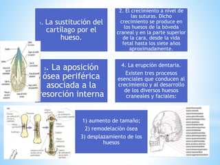 1. La sustitución del
cartílago por el
hueso.
2. El crecimiento a nivel de
las suturas. Dicho
crecimiento se produce en
los huesos de la bóveda
craneal y en la parte superior
de la cara, desde la vida
fetal hasta los siete años
aproximadamente.
3. La aposición
ósea periférica
asociada a la
resorción interna
4. La erupción dentaria.
Existen tres procesos
esenciales que conducen al
crecimiento y al desarrollo
de los diversos huesos
craneales y faciales:
1) aumento de tamaño;
2) remodelación ósea
3) desplazamiento de los
huesos
 