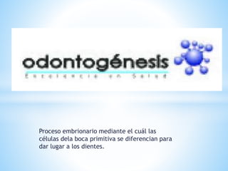Proceso embrionario mediante el cuál las
células dela boca primitiva se diferencian para
dar lugar a los dientes.
 