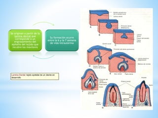 Se originan a partir de la
lamina dental que
corresponde a un
engrosamiento del
epitelio del tejido que
recubre los maxilares
Su formación ocurre
entre la 6 y la 7 semana
de vida intrauterina
 